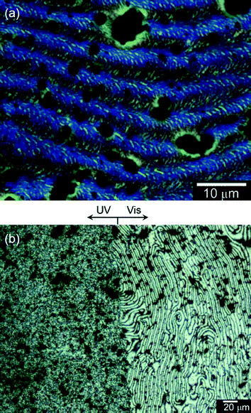 (a) Differential interference contrast optical microscopic (DIM) image of PterEDOT prepared in cholesteric LC electrolyte solution under the Vis light. (b) Polarizing optical microscopic (POM) image of PterEDOT prepared by electro-polymerization in the cholesteric liquid crystal solution containing a chiral photo-isomerization dopant (AZO*) showing a clear boundary. (Left) The polymer prepared after irradiation of UV light for 30 min. (Right) The polymer prepared under Vis light (this area was optically masked during the irradiation by UV light).