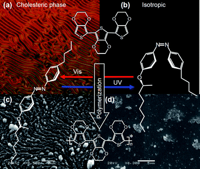 Light-driven asymmetric polymerization with a chiral photo-isomerization dopant. (a) POM image of cholesteric electrolyte solution containing AZO* (Elyte-1, Table 1) under Vis light. (b) Isotropic state produced by incident UV light. (c) SEM image of the polymer prepared in Elyte-1 under Vis light. (d) SEM image of non-ordered structure produced by UV light irradiation.