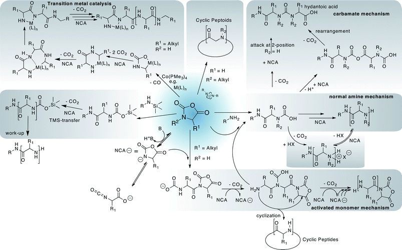 A simplified selection of possible polymerisation approaches and side reactions during polypeptide synthesis from amino acidN-carboxyanhydrides (NCAs).