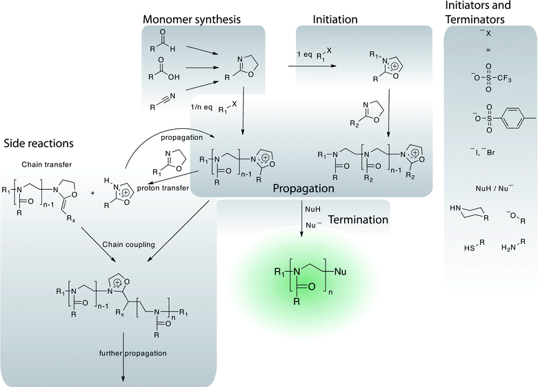 Overview of the chemistry of the polymerisation of 2-oxazolines including monomer synthesis, initiation, propagation and termination reaction. A selection of possible side reactions is outlined.
