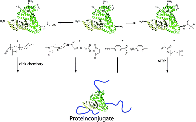 Synthesis of polymer–protein conjugates via different routes. Proteins can be functionalised either with reactive groups that can serve as initiator for e.g.ATRP.