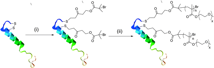 
          Polymer–protein conjugate synthesis. Conditions: (i) TCEP, acryloyloxyethyl 2-bromoisobutyrate; (ii) DEGMA/TEGMA (2 : 1)/Cu(0)/PMDETA/DMSO/25 °C/180 min/sacrificial initiator.