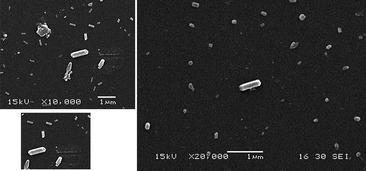 
          Scanning electron micrograph (SEM) of cast film of the supramolecular polymerP on a glass plate.