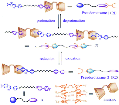 Structural illustration of Bis-SC4A, K, pseudorotaxaneR1, R2 and the reversible assembly/disassembly process of supramolecular polymerP induced by the respective stimuli of protonation/deprotonation and electrochemical redox. The 8Na+ of Bis-SC4A and 2Br−, 2I− of K are omitted in all following figures for clarity.