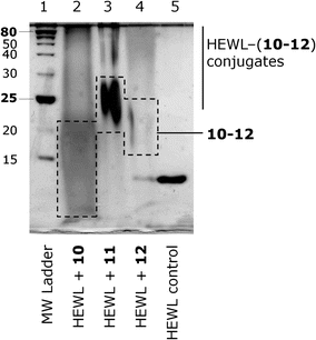 SDS-PAGE of reaction mixtures following complete reaction of HEWL with reactive polymers 10–12 at pH 7.4 and cleavage of conjugates formed at lysine residues with NH2OH. Conjugate bands should therefore only result from conjugation of polymers to arginine residues on HEWL. Bands revealed by silver staining.