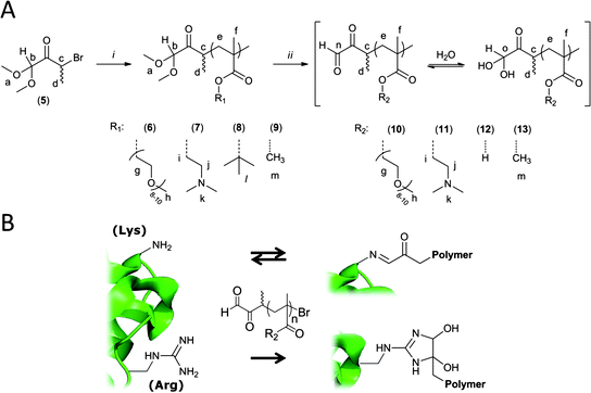 (A) Synthesis of α-oxo-aldehyde functionalized polymers by ATRP. Reaction conditions: (i) CuBr, ligand, monomer, solvent (see Experimental section or Table 1); (ii) for 6 and 7: TFA : H2O; for 8: DMSO : TFA : H2O; for 9: I2 and acetone. Note: the α-oxo-aldehyde group on 10–13 can exist in anhydrous and hydrated forms. (B) Selective reaction of α-oxo-aldehyde functionalized polymers with arginine residues on a protein.
