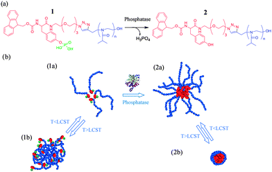 Concerted bio-/thermo-responsive behaviour of phosphatase sensitive block copolymers exhibiting different self-assembly superstructures according to stimuli combination. Reproduced with permission from ref. 61.