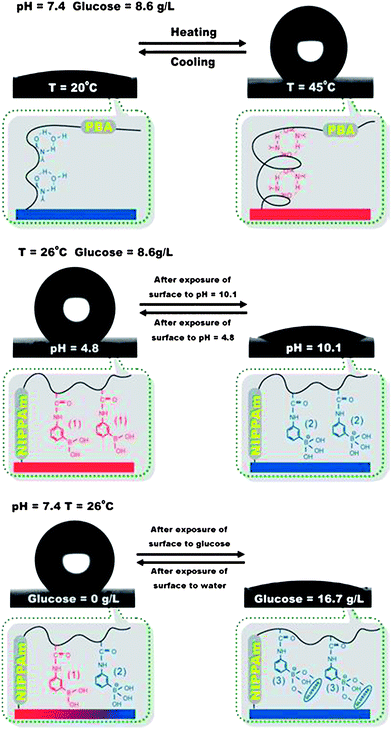 PNIPA-co-PBA surfaces change between superhydrophilicity and superhydrophobicity by pH, temperature and glucose concentration variations. Reproduced with permission from ref. 104.