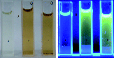 The photographs (A) of AcN (a), doped PAcN (b), and dedoped PAcN (c) and their photoluminescence images (B) under UV light irradiation of 365 nm. Solvent: DMSO.