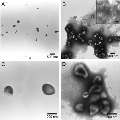 
          TEM images (PTA staining) of the polymersomes (A and C) and the mixture of polymersome with 10 µg ml−1 HA (B and D).
