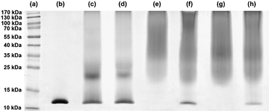 
            SDS-PAGE of protein standards (a), native lysozyme (b) and for the conjugation of lysozyme with NHS–poly(MePEGMA-co-AN-co-RMA) copolymer in DMSO/TEA as a function of the nature of the α-NHS copolymer, the copolymer-to-lysozyme molar ratio and the conjugation duration: P2, 30 equiv., 7 h (c); P2, 30 equiv., 24 h (d); P3, 50 equiv., 7 h (e); P3, 20 equiv, 7 h (f); P4, 50 equiv., 7 h (g) and P4, 20 equiv., 7 h (h).