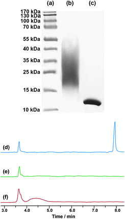 Left: SDS-PAGE of protein standards (a), for the conjugation of lysozyme with NHS–poly(MePEGMA-co-AN-co-RMA) copolymer P4 (50 equiv., 24 h) in PBS (pH 7.0, 50 mM) (b) and native lysozyme (c); right: electropherograms of native lysozyme (d), NHS–poly(MePEGMA-co-AN-co-RMA) copolymer P4 (e) and for the conjugation of lysozyme with NHS–poly(MePEGMA-co-AN-co-RMA) copolymer P4 (50 equiv., 24 h) in PBS (pH 7.0, 50 mM) (f).