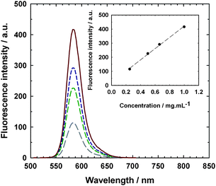 
            Emission spectra (λex. = 568 nm and λem. = 582 nm) of lysozyme–poly(MePEGMA-co-AN-co-RMA) fluorescent bioconjugate from P4 at various concentrations in water: 0.25 mg mL−1 (long dashed line), 0.50 mg mL−1 (medium dashed line), 0.66 mg mL−1 (short dashed line) and 1.0 mg mL−1 (solid line). Inset: evolution of the fluorescence intensity with the bioconjugate concentration.