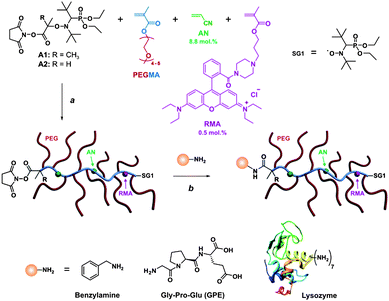 Strategy to design α-functional, fluorescent comb-shaped polymethacrylates with PEG side chains for bioconjugation. Reagent and conditions: (a) xylene, 80–95 °C; (b) DMSO/TEA (95/5; v/v) or PBS (pH 7.0), 7–24 h, 25 °C.