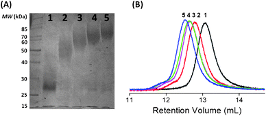 (A) SDS-PAGE from the polymerization of DMA with a LYS–PNIPAM macroCTA (Lanes 1–5: t = 0, 1.7, 2.6, 3.8, and 6.5 h, respectively). (B) SEC traces of cleaved PNIPAM-b-PDMA as a function of time [numbers correspond to lane labels in (A)]