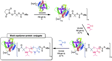 Synthesis of LYS–PNIPAM-b-PDMA conjugates by sequential RAFT polymerizations from CTA-modified LYS.
