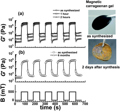 
          Degradation of magnetorheological response for (a) magnetic carrageenan gel and (b) magnetic polyurethane elastomer. Stepwise magnetic field with 500 mT was applied to the samples (ϕ = 0.29, γ = 10−4). Photo: magnetic gels as synthesized (top) and 2 days after synthesis (bottom).