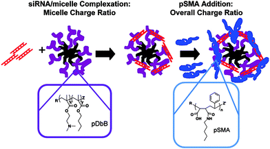 Ternary complex formation: siRNA (red), pBMA (black), pDbB (purple), and pSMA (blue). Reprinted with permission from Molecular Pharmaceutics.63