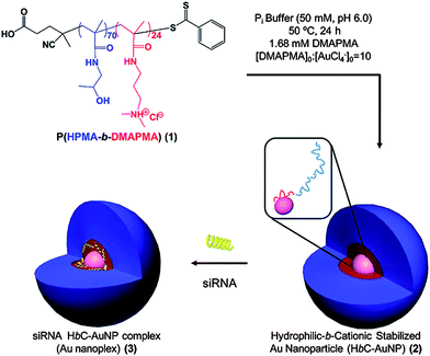 
          Reduction of AuCl4− in the presence of HPMA-block-DMAPMA copolymers to form hydrophilic-block-cationic polymer-stabilized AuNPs and subsequent complexation of siRNA. Reprinted with permission from Biomacromolecules.40