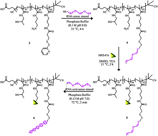 Reaction pathway for the synthesis of both RNA and folate conjugated copolymers and subsequent hybridization with RNA antisense strands. Reprinted with permission from Biomacromolecules.70