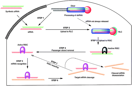 The RNA interference (RNAi) pathway. Reprinted by permission of Chemical Society Reviews.21