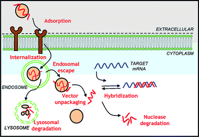 Cellular barriers to oligonucleotide delivery. Reprinted by permission of Biotechnology Progress.22