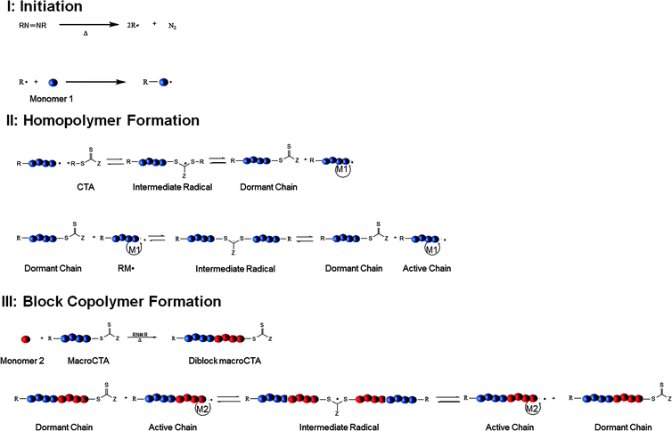 Key steps in formation of homo- and block copolymersviaRAFT polymerization.