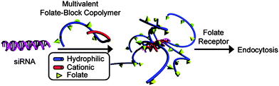 (HPMA-statistical-APMA)-block-DMAPMA copolymers complexed with siRNA for targeted gene delivery. Reprinted with permission from Biomacromolecules.43