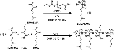 RAFT synthesis of hydrophilic, cationic DMAEMA macroCTA and subsequent chain extension for the preparation of an endolytic and polyampholyte block (which incorporates DMAEMA, PAA, and BMA). Reprinted with permission from Biomacromolecules.39