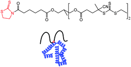 
              Thiazolidine-2-thione mid-functionalized RAFT agent and schematic of umbrella-like (mid-functional) polymer attachment to a protein.88