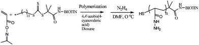 
              RAFT polymerization of acetoxime acrylate in the presence of a biotinylated chain transfer agent and subsequent treatment with hydrazine to generate α-biotin,ω-thiol poly(hydrazide acrylate).80