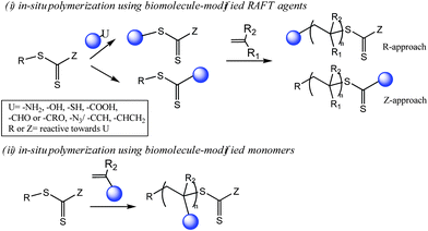 Bioconjugation strategies via in situRAFT polymerization.