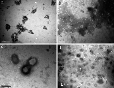(Clockwise from top left) Polymer 7 prepared on the copper grid at 20 °C (a); polymer 8 prepared on the copper grid at 20 °C (b); polymer 8 prepared on the copper grid at 40 °C (c); polymer 7 prepared on the copper grid at 40 °C (d). All samples negatively stained with phosphor tungstic acid.