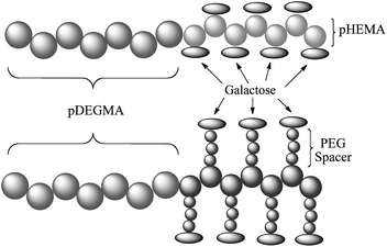 Overview of the different polymeric designs.