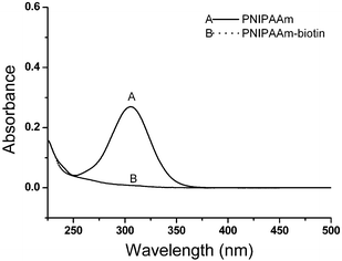 
            UV-visible spectra of purified PNIPAAm before and after aminolysis in the presence of biotin-maleimide (preaminolysis, Mn = 6100 g mol−1 by GPC, PDI = 1.12).
