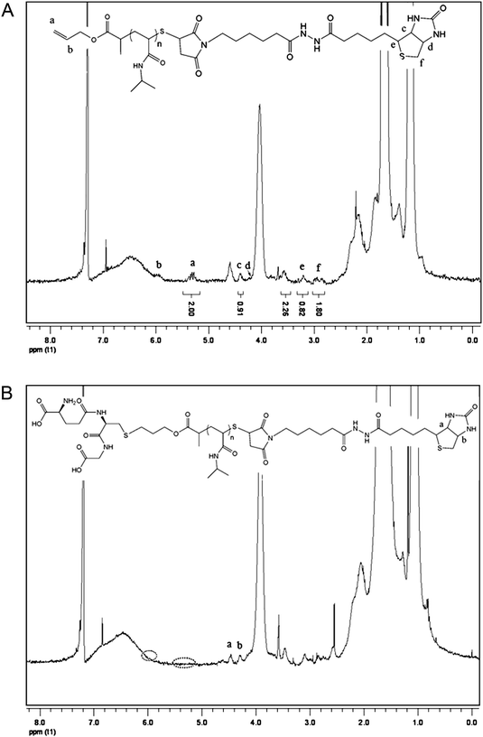 
            1H NMR spectra (CDCl3) of PNIPAAm-biotin (A) and GSH-PNIPAAm-biotin (B).