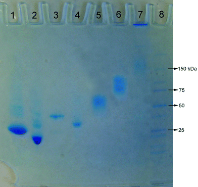 
            Polyacrylamide gel electrophoresis of the α-GSH, ω-biotin-PNIPAAm (Mn = 8120 by GPC, PDI = 1.16) complexation with proteins. Lane 1: GST+ α-GSH, ω-biotin-PNIPAAm (GST : polymer = 1 : 50 mol : mol), lane 2: GST, lane 3: GST-tagged Rac1 + α-GSH, ω-biotin-PNIPAAm (GST-tagged Rac1 : polymer = 1 : 50 mol : mol), lane 4: GST-tagged Rac1, lane 5: streptavidin, lane 6: α-GSH, ω-biotin-PNIPAAm + streptavidin (SAv : polymer = 1 : 50 mol : mol), lane 7: α-GSH, ω-biotin-PNIPAAm + streptavidin + biotin-tagged BSA (SAv : polymer : biotin-tagged BSA = 1 : 3 : 1), and lane 8: dual color protein marker.