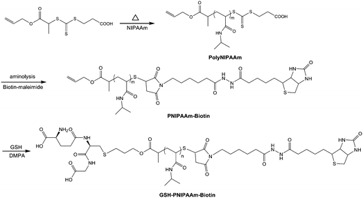 
          RAFT polymerization of NIPAAm using a new allyl-functionalized CTA, and end-group functionalization with biotin and reduced glutathione (GSH).