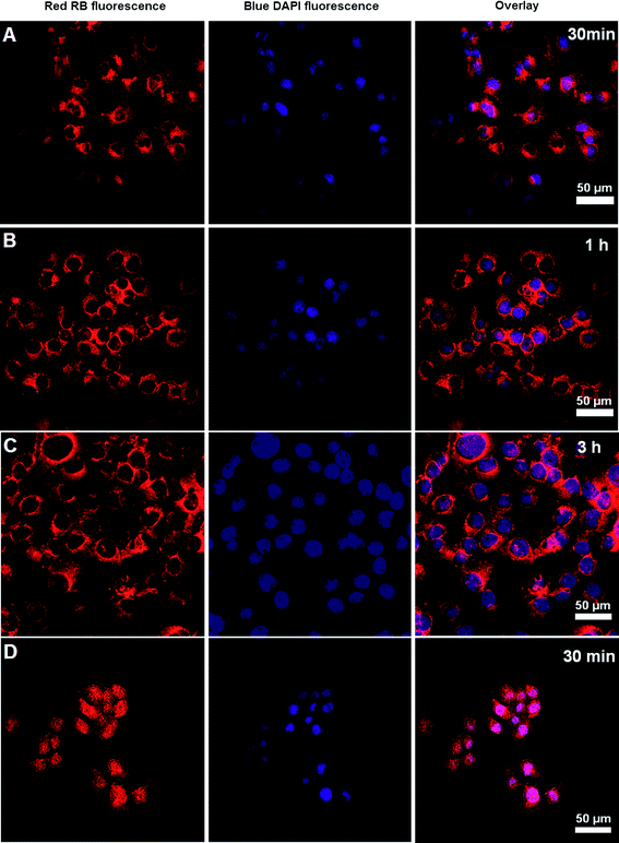 
            CLSM images of COS-7 cells incubated with RB-labeled hyperbranched poly(amine-ester)s for different time intervals. Free RB for 30 min was used as control. The cell nuclei were stained with DAPI.