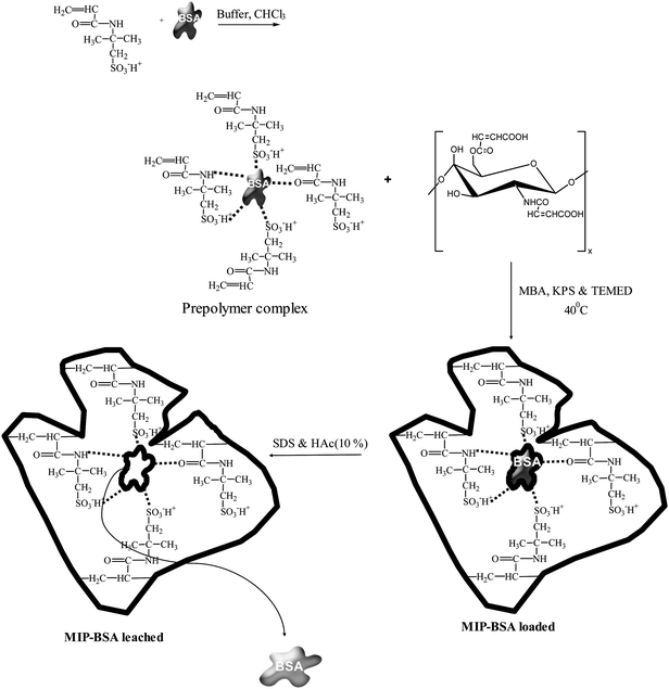 Proposed reaction scheme of BSA-imprinted N-maleoylchitosan-grafted-2-acrylamido-2-methylpropanesulfonic acid polymer matrix.