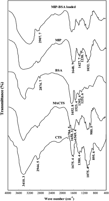 FTIR spectra of CTS, MACTS, BSA, MIP and BSA loaded MIP.