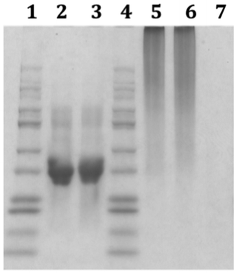 
            Native polyacrylamide gel electrophoresis (PAGE) lane (1) ladder, (2) ovalbumin, (3) thiolated ovalbumin, (4) ladder, (5) poly[(PAA)-b-(DMA)co(PDSMA)]–ovalbumin conjugate ([polymer]0/[protein]0 = 2.5 : 1), (6) poly[(PAA)-b-(DMA)co(PDSMA)]–ovalbumin conjugate ([polymer]0/[protein]0 = 3.5 : 1) and (7)poly[(PAA)-b-(DMA)co(PDSMA)] the same concentration as in lane 5.