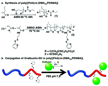 (a) Synthetic pathway for the preparation of poly[(PAA)-b-(DMA)co(PDSMA)] viablock copolymerization of DMA and PDSMA from a poly(PAA) macroCTA. (b) Conjugation of thiol-functionalized ovalbumin to the diblock copolymerviathiol exchange with pyridyl disulfide moieties in the 2nd block.