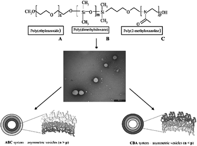 Asymmetric polymersome membranes obtained from ABC triblock copolymers allow for the directed reconstitution of transmembrane channels.111 By changing the molecular weight of the A and C block either the A or the C block is directed outwards. Copyright Wiley-VCH Verlag GmbH & Co. KGaA. Reproduced with permission.