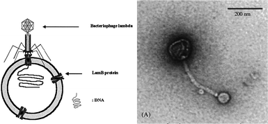 Schematic and TEM image of a polymersome in which membrane protein LambB is reconstituted.112 This membrane protein is recognized by bacteriophage lambda which is shown to dock on the polymersome to inject its RNA.