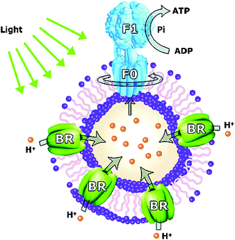 Light driven nanoreactor. Under the influence of light bacteriorhodopsin (BR) establishes a proton gradient, which is used by ATP-ase to produce ATP from ADP.113