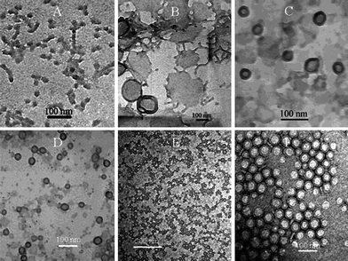 Several stages of polymersome formation captured by Du and coworkers15 as a function of water/organic solvent ratio. First spheres and rods are formed that transform into lamella which close to form polymersomes due to an increase in water content.