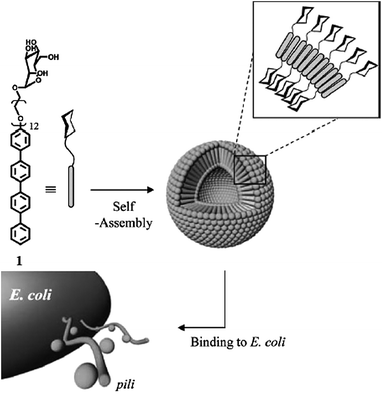 Rod coil amphiphile which forms small vesicles. The mannopyranoside head group induces recognition and binding to the pili of Escherichia coli. Replacing this moiety for galactose had no influence on the aggregate formation, but resulted in loss of recognition.56