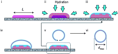 Rehydration of amphiphilic block copolymers from a surface template. The dimensions of the polymer domain (L) dictate the eventual polymersome size (dmax).84 (i) Block copolymer domain of predefined dimensions, (ii) hydration and phase separation, (iii) further hydration and lamellae formation, (iv) expansion, (v) detachment and (vi) energy minimalisation resulting in polymersome formation.