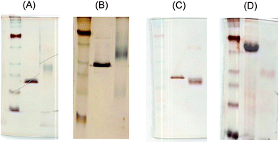 
            SDS-PAGE of polypeptides and disulfated glycopolypeptides with silver staining: (A)17-H-3 and SulfoCap 17-H-3, (B) 17-H-6 and SulfoCap 17-H-6, (C) 35-H-6 and SulfoCap 35-H-6 and (D) 35-RC-6 and SulfoCap 35-RC-6.